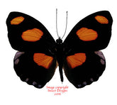 Catonephele numilia (Peru)